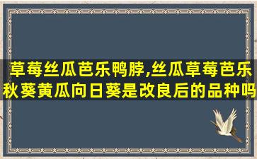 草莓丝瓜芭乐鸭脖,丝瓜草莓芭乐秋葵黄瓜向日葵是改良后的品种吗 草莓丝瓜芭乐鸭脖,丝瓜草莓芭乐秋葵黄瓜向日葵是改良后的品种吗