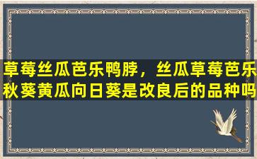 草莓丝瓜芭乐鸭脖，丝瓜草莓芭乐秋葵黄瓜向日葵是改良后的品种吗